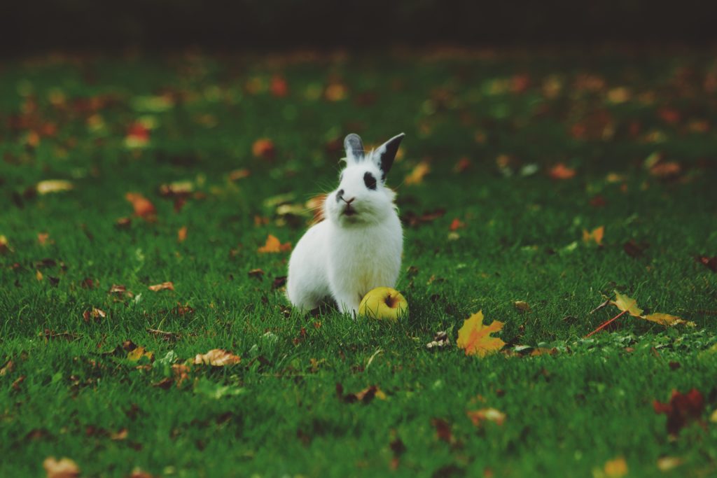 leaping-bunny-sertifikaatti