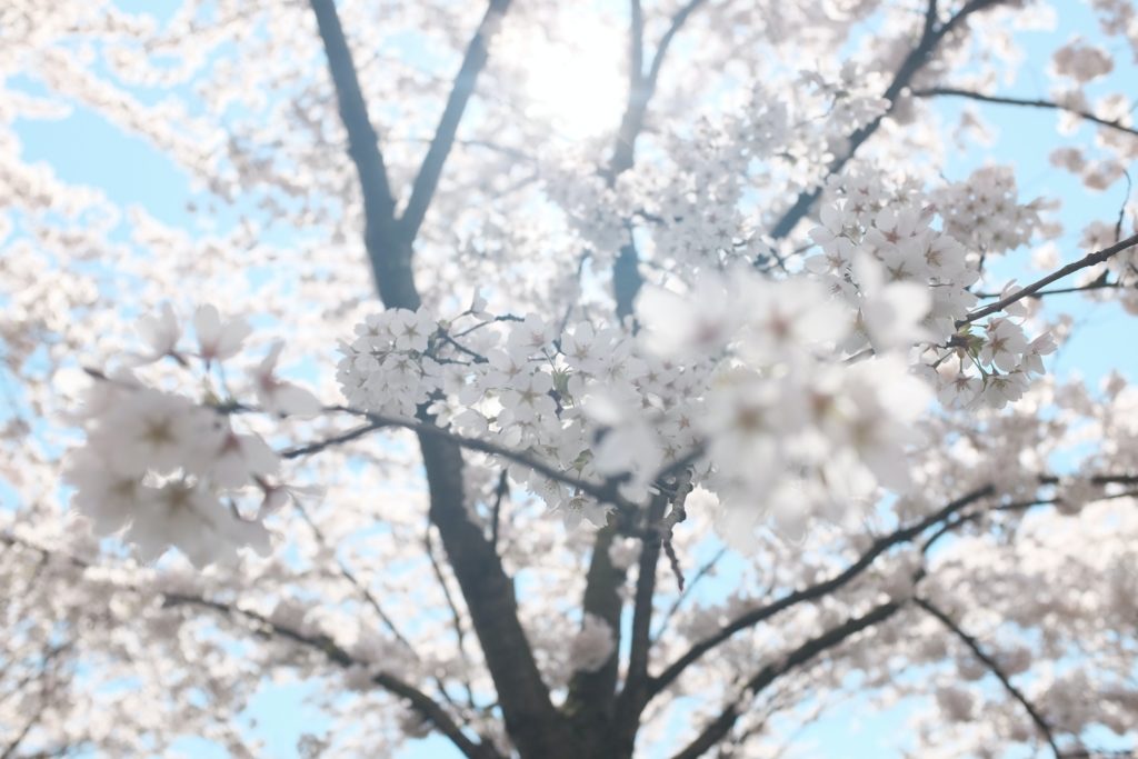 kirsikankukkia
